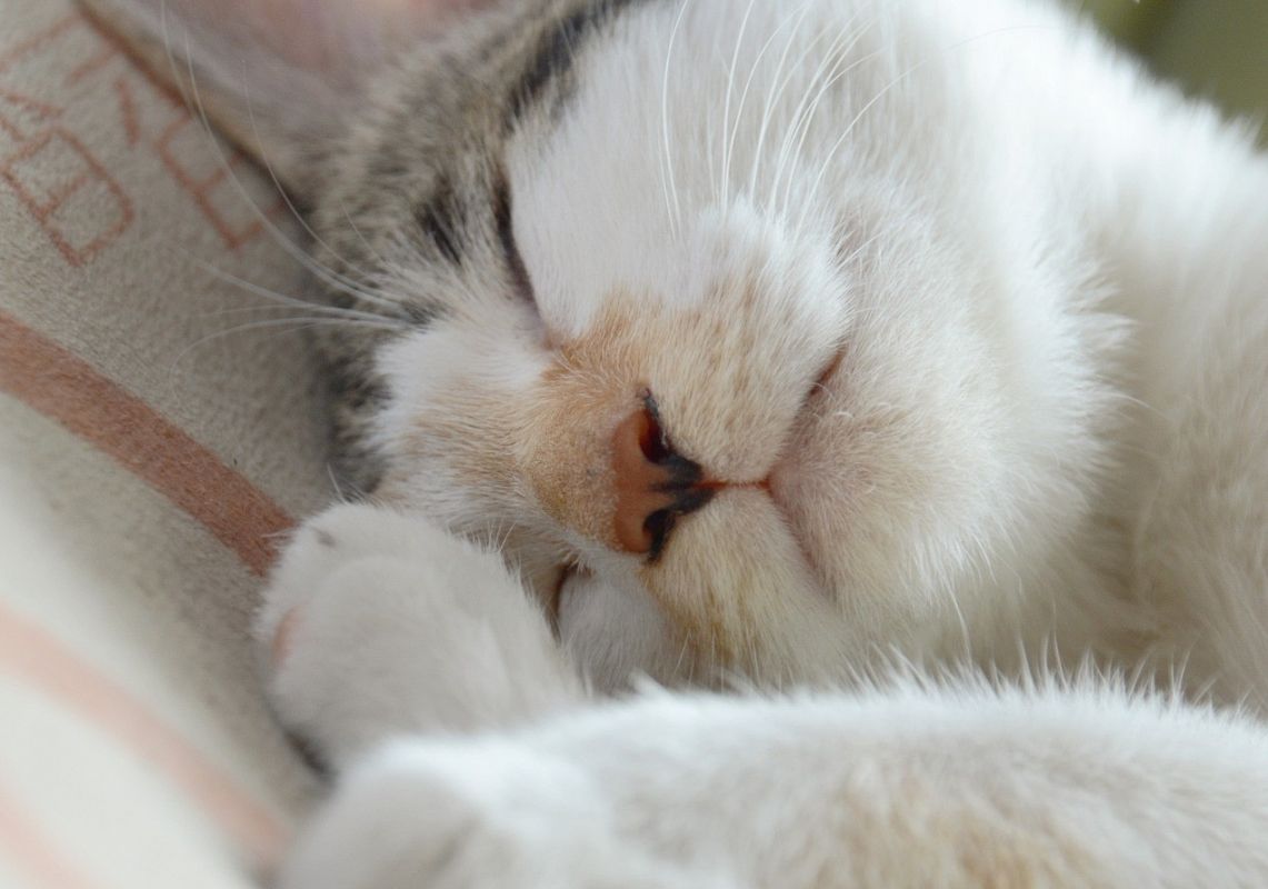 Grafika 1: Wyniki  V Gminnego Konkursu fotograficzno-literackiego pt. „Ja i moje ukochane zwierzątko” organizowanego przez  Szkołę Podstawową w Redkowicach