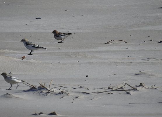 Dla każdego wiosna jest czymś innym … grafika