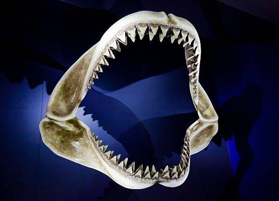 Szczęka rewolwerowa grafika