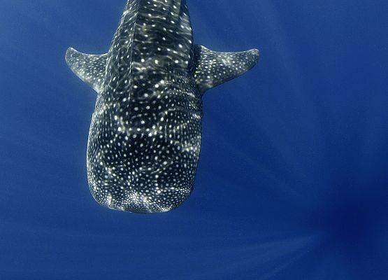 Vanessa Mignon - Rekin wielorybi grafika