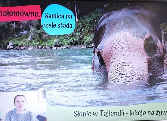 Grafika 5: 16 kwietnia - Dzień Ochrony Słoni.