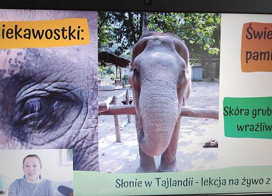 Grafika 6: 16 kwietnia - Dzień Ochrony Słoni.