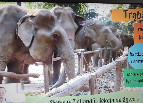 Grafika 7: 16 kwietnia - Dzień Ochrony Słoni.