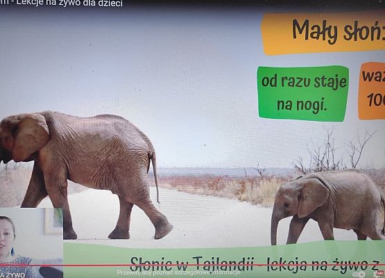 Grafika 8: 16 kwietnia - Dzień Ochrony Słoni.