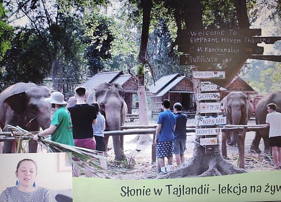 Grafika 9: 16 kwietnia - Dzień Ochrony Słoni.