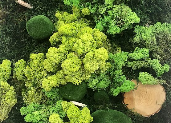 zielone roślinki w klasach