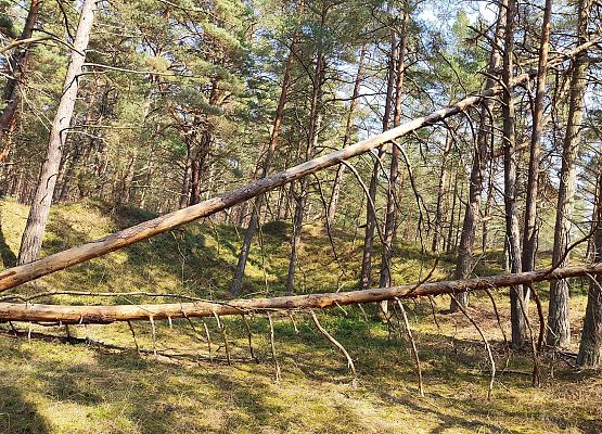 Bartosz Krzemiński_Las kątów i trójkątów