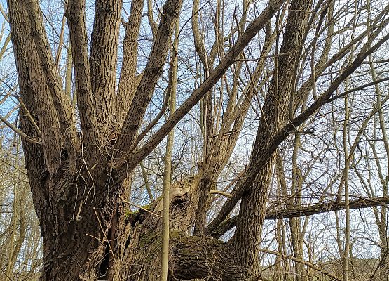 Konrad Metera 6c_GeomeTree