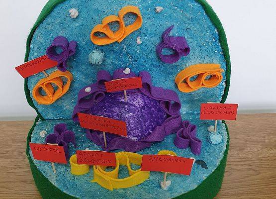 Model komórki zwierzęcej.