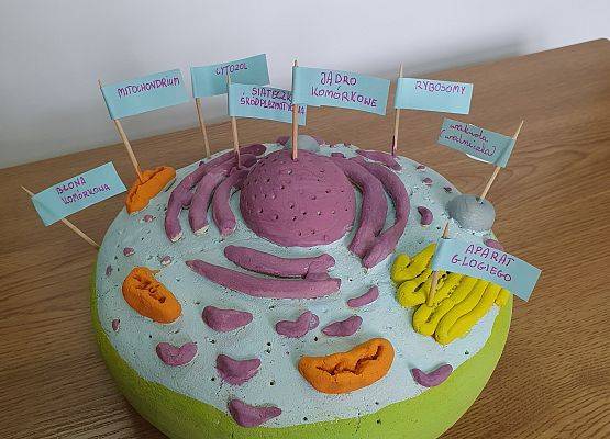 Model komórki zwierzęce