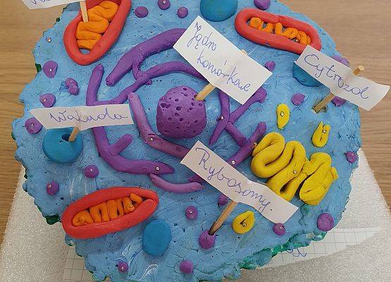 Model komórki zwierzęcej..