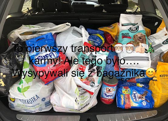 karma do schroniska w samochodzie