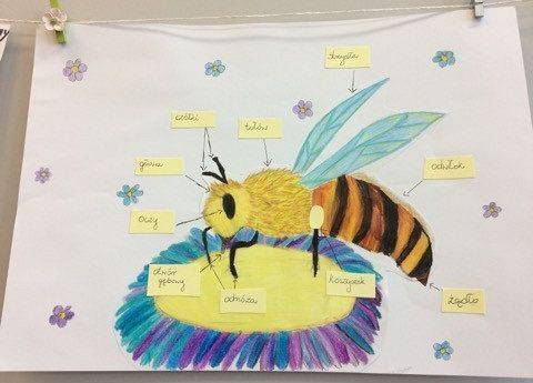 budowa pszczoły