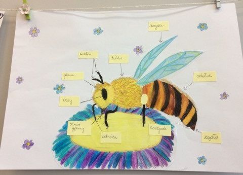 budowa pszczoły
