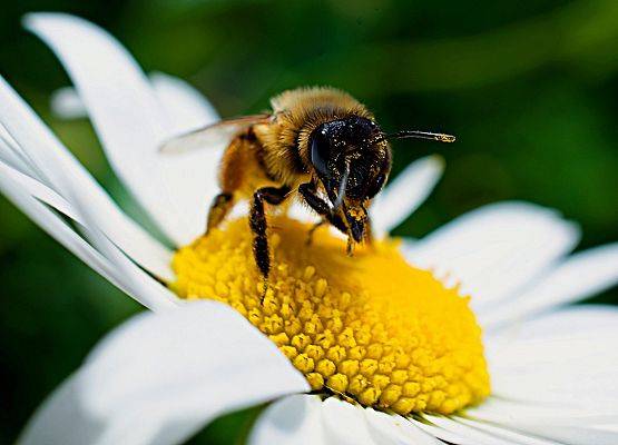 Pszczoła na kwiecie Martin Ludlam z Pixabay