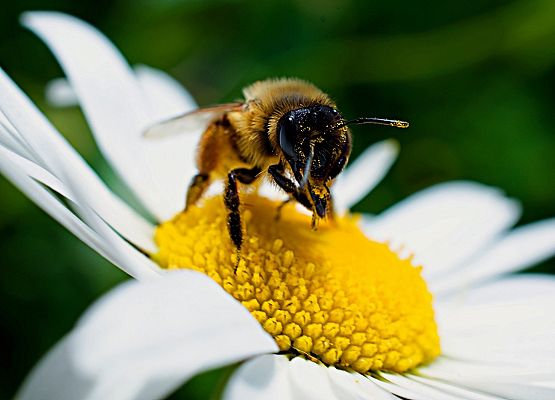 Pszczoła na kwiecie Martin Ludlam z Pixabay