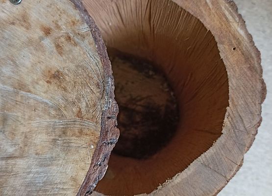 Budka lęgowa widok z góry