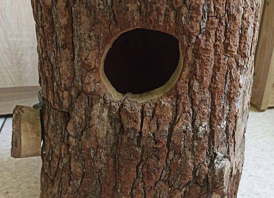 Budka lęgowa Julii Augustyniak