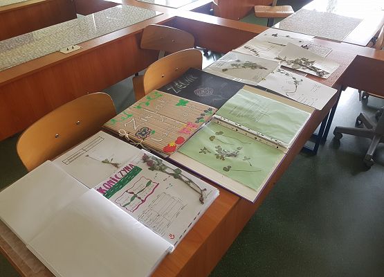 zielniki klasy 5b - wystawa klasowa