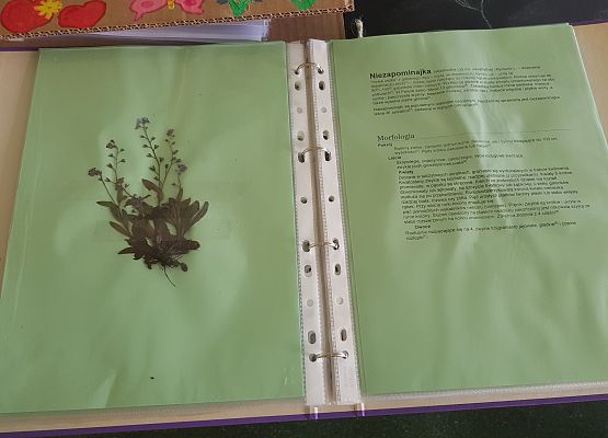 Zielniki klasy 5b - niezapominajka