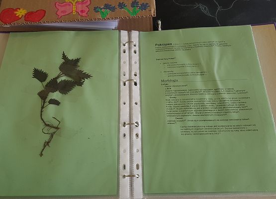 Zielniki klasy 5b - pokrzywa