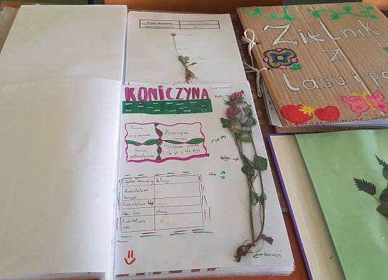 Zielniki klasy 5b - koniczyna