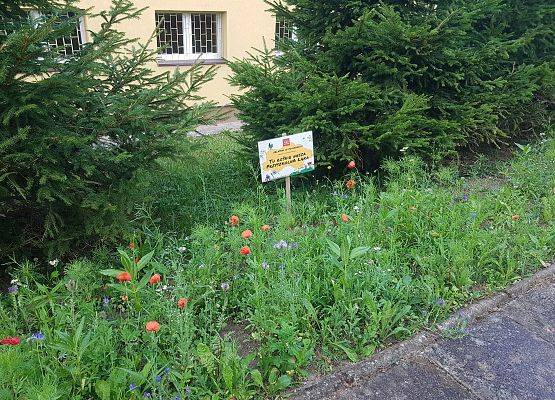 kwitnąca łąka z tabliczką