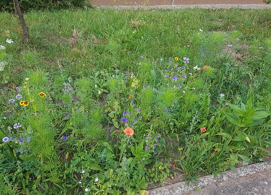 niebieskie czerwone i żółte kwiaty