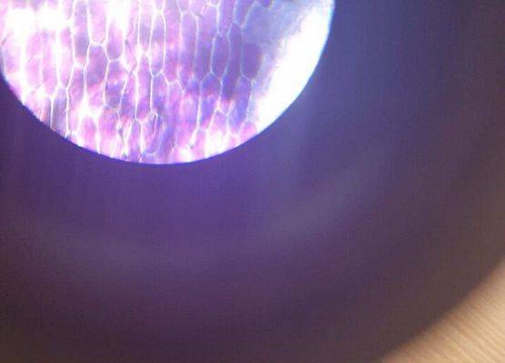 Komórki cebuli czerwonej widziane pod mikroskopem