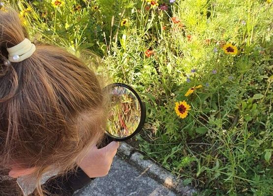 Obserwacje na przyszkolnej kwietnej łące
