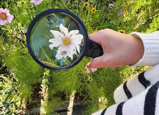 Za pomocą lupy możemy obserwować małe organizmy