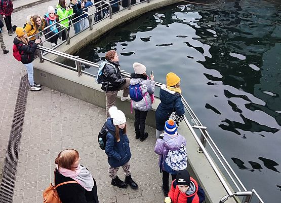 obserwujemy trening medyczny fok na Helu