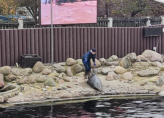 trening medyczny foki szarej