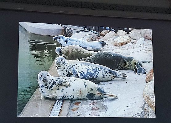 foki leżą na brzegu wody