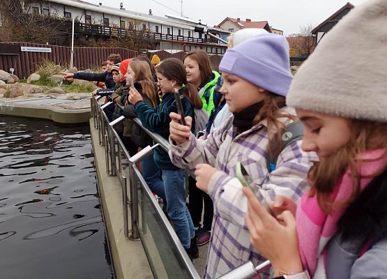 dzieci patrzą na karmienie fok