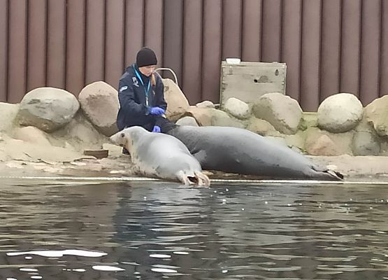 trening medyczny fok