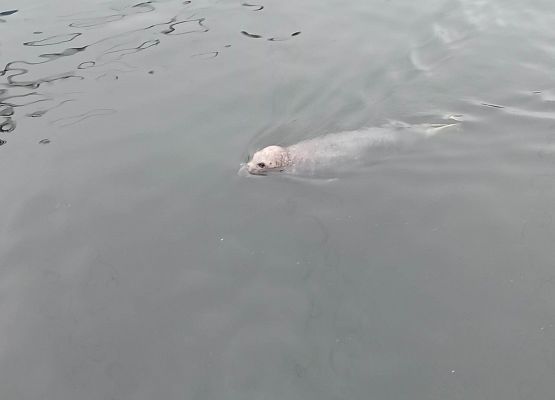foka płynie w basenie