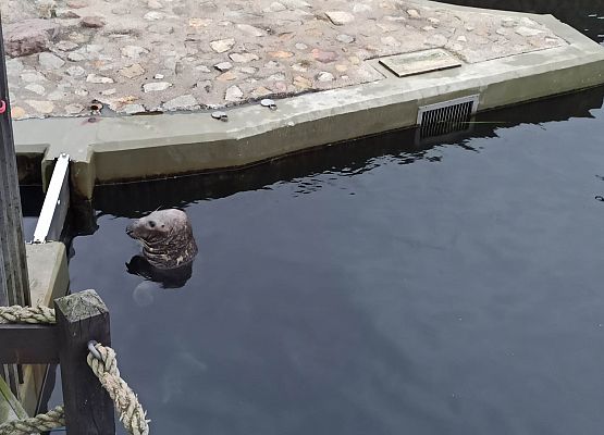 foka szara wychyla się z wody