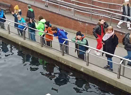 patrzymy na trening medyczny fok