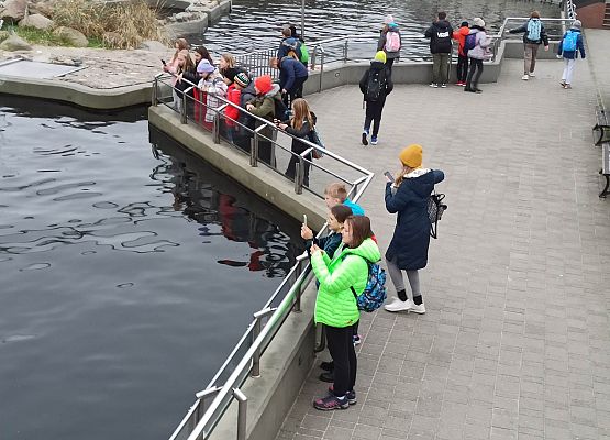 dzieci obserwują foki