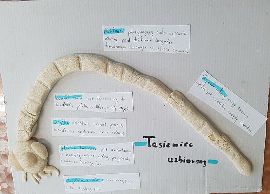 model tasiemca biały