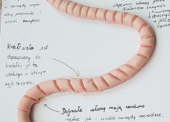 model tasiemca różowy