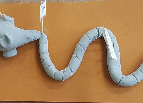 model tasiemca szary