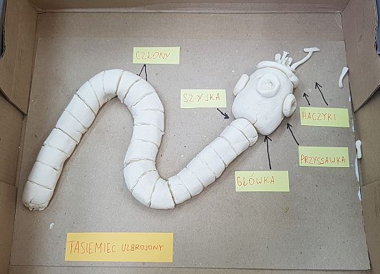 model tasiemca uzbrojonego