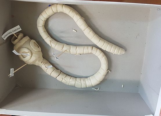 model tasiemca w pudełku