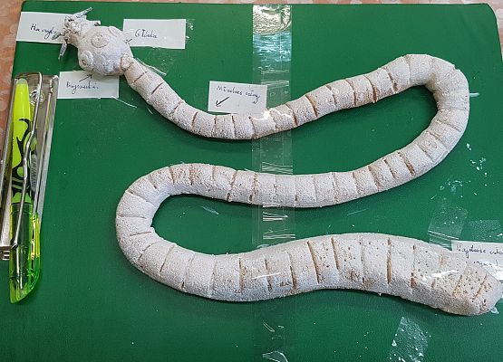 model tasiemca wykonany przez Alana