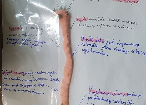 model tasiemca wykonany przez Gracjanę