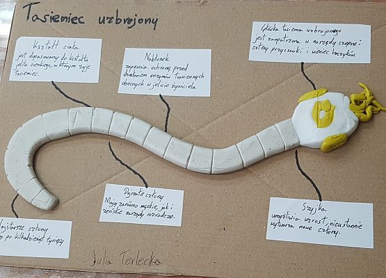 model tasiemca wykonany przez Julię T