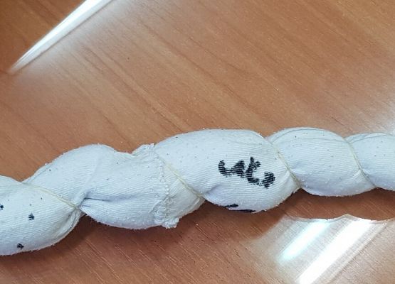 model tasiemca wykonany przez Wiktora