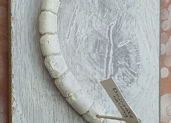 model tasiemca wykonany przez Zosię G